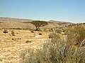 Acacia tree in Makhtesh Gadol.