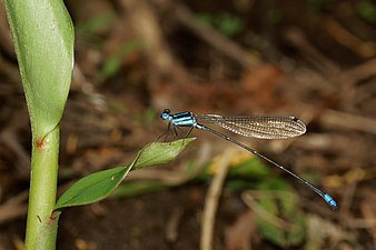 Caconeura sp.