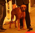 Rhodesian Ridgeback