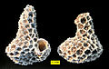 Septastrea marylandica, a scleractinian coral encrusting pagurized gastropod shells (Pliocene of Florida).