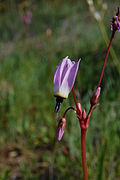 Primula hendersonii (Syn. Dodecatheon hendersonii)