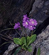 Primula carniolica