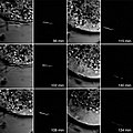 Multiple photon excitation fluorescence imaging of live bovine zona pellucida- free fertilization. Ejaculated bull sperm acrosome-reacted with PC-12 treatment and labeled with Hoechst 33342 (5 μg/mL) were exposed to zona pellucida-free oocytes and observed with transmitted light and three-photon optical sectioning fluorescence microscopy. The time course of events suggests that sperm head decondensation can be observed with Z-series collections and that cortical rearrangement occur with sperm incorporation. The exact molecules involved in these processes are not identified, but one of them may be actin. The use of this microscopy technique offers researchers the opportunity to perform observations in real time, provided appropriate excitable probes exist. Images originally published in: Tengowski, MW (2004) Microscopic techniques for studying sperm-oocyte interaction during fertilization and early embryonic development. Methods in Molecular Biology (Clifton, N.J.), 253, 165-99.