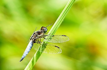 Blue-tailed yellow skimmer Palpopleura sexmaculata, male