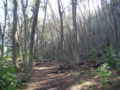 Bosque de lenga en el Parque Nacional Tierra del Fuego