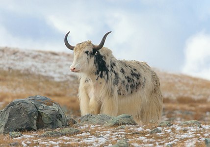 Bos grunniens (Domestic Yak) in the Altai Mountains