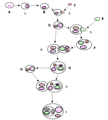 Endosymbiont