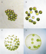 January 14: Four different species of Volvocales algae.