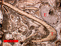 Bioclasts in an Ordovician limestone; T = trilobite; E = echinoderm (crinoid).