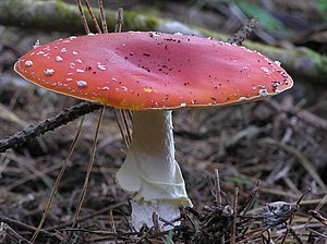 Amanita muscaria