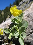 Primula auricula