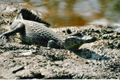 Caiman yacare, Argentina