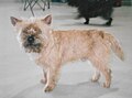 Cairn Terrier, wheaten