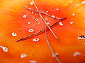 * Nomination: Close-up of Amanita muscaria head with small twigs, by Heike Löchel. Arria Belli 13:08, 1 April 2008 (UTC) * * Review needed