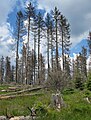 Čeština: Poničený smrkový les cestou k vrcholu Poledníku, který je součástí národního parku Šumava, nedaleko obce Prášily v okrese Klatovy English: Forest near peak Poledník, national park Šumava, near Prášily in Klatovy District