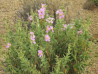 Cistus osbeckiifolius