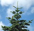 Abies procera (Noble Fir)