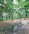 Čeština: Les na území CHKO Kokořínsko, okres Česká Lípa English: Forest in landscape park Kokořínsko, Česká Lípa District