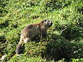 * Nomination: Une marmotte des alpes (Marmota marmota). --Ymaup 12:03, 18 August 2009 (UTC) * * Review needed .