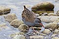 Wasserralle Bodensee