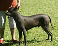 Mexican Hairless Dog, Large, black