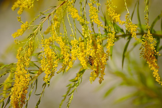 Bee on a goldenrod, a neophyte in Germany