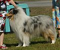 Collie, Rough, blue merle