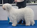 South Russian Shepherd, white