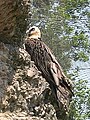 Italiano: Gipeto Gypaetus barbatus