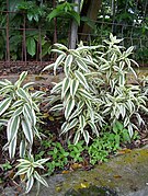 Dracaena braunii