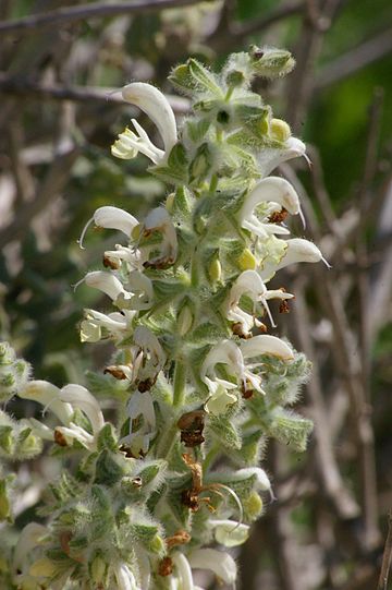 Salvia dominica