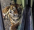 Sumatran Tiger in Dublin Zoo