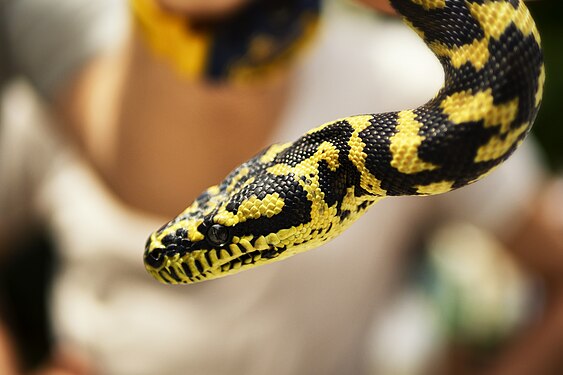 Yellow Python