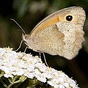 female