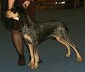 Blue Gascony Hound, Small