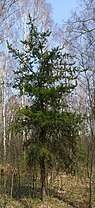 Young tree, cultivated, Drewnica Forests, Poland