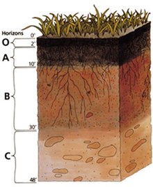 Soil profile.jpg