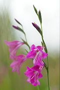 8.6.08 Sumpf-Gladiole