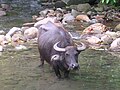 Carabao