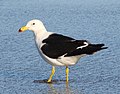 Larus atlanticus (cat.)