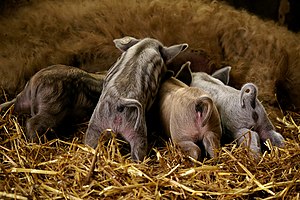 Piglets of Mangalitza pig.