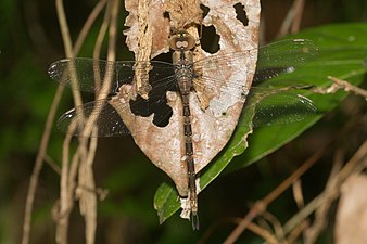 Gynacantha dravida, female