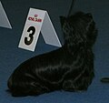 Skye Terrier, black