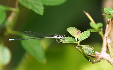 Indian violet dartlet Aciagrion approximans, sub-adult male