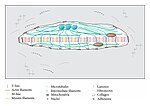 Thumbnail for File:Scheme-showing-the-distribution-of-the-major-cytoskeletal-components-in-a-muscle-fiber.jpg