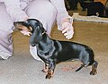 Dachshund, Short-haired Standard, black & tan