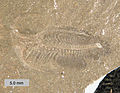 Marella splendens from the Burgess Shale (British Columbia, Canada, Middle Cambrian).