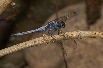 Blue Marsh Hawk Orthetrum glaucum Male