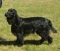 Field Spaniel, black