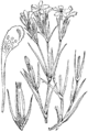 Dianthus armeria Srhki klinček plate 369 in: Martin Cilenšek: Naše škodljive rastline Celovec (1892)